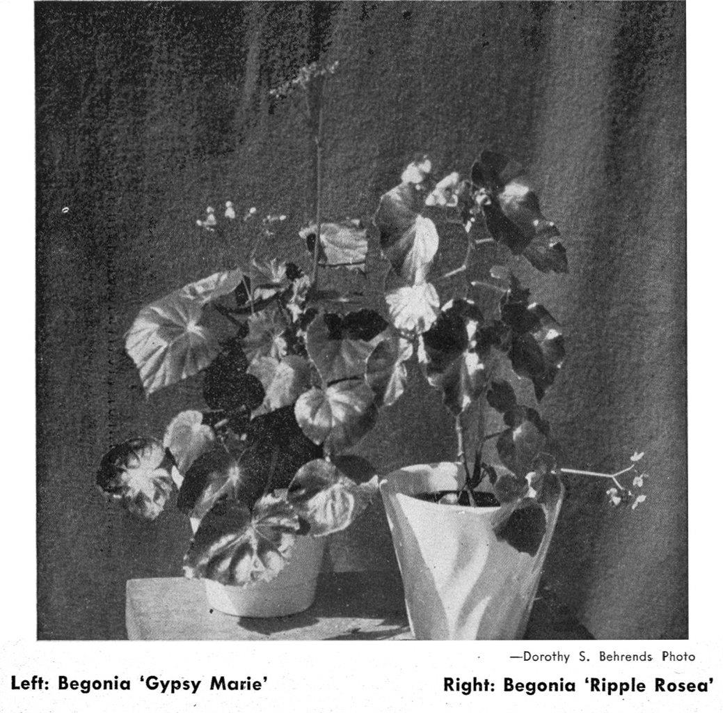 B. ‘Ripple Rosea’